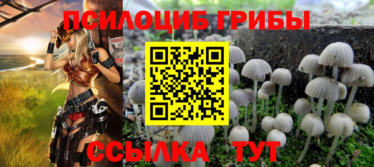Псилоцибиновые грибы Psilocybe Коммунар